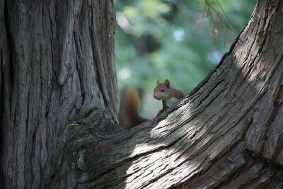 Close-up of squirrel sitting on tree trunk