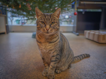 Portrait of tabby cat sitting on floor