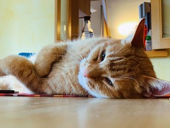 Close-up of a cat lying on floor