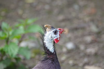 Close-up of a bird looking away