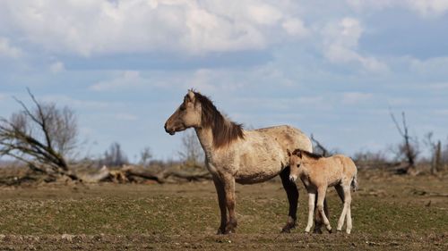 Horse with foal standing on field