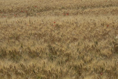 Bird on field