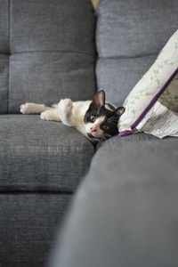 Portrait of cat lying on sofa at home