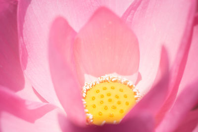 Macro shot of pink flower