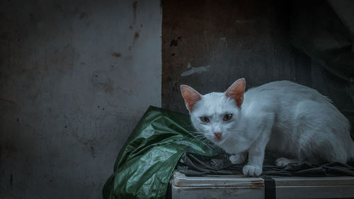 Portrait of white cat sitting on wall
