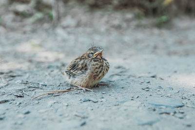 Close-up of bird perching