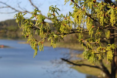 Close-up of tree against sky