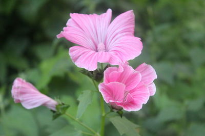 Close-up of pink flowering plant