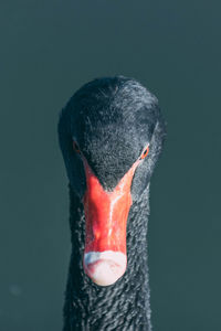 Close-up of swan on black background