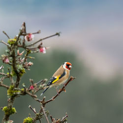 A goldfinch carduelis carduelis perched on the branches of a blossom tree in a british garden