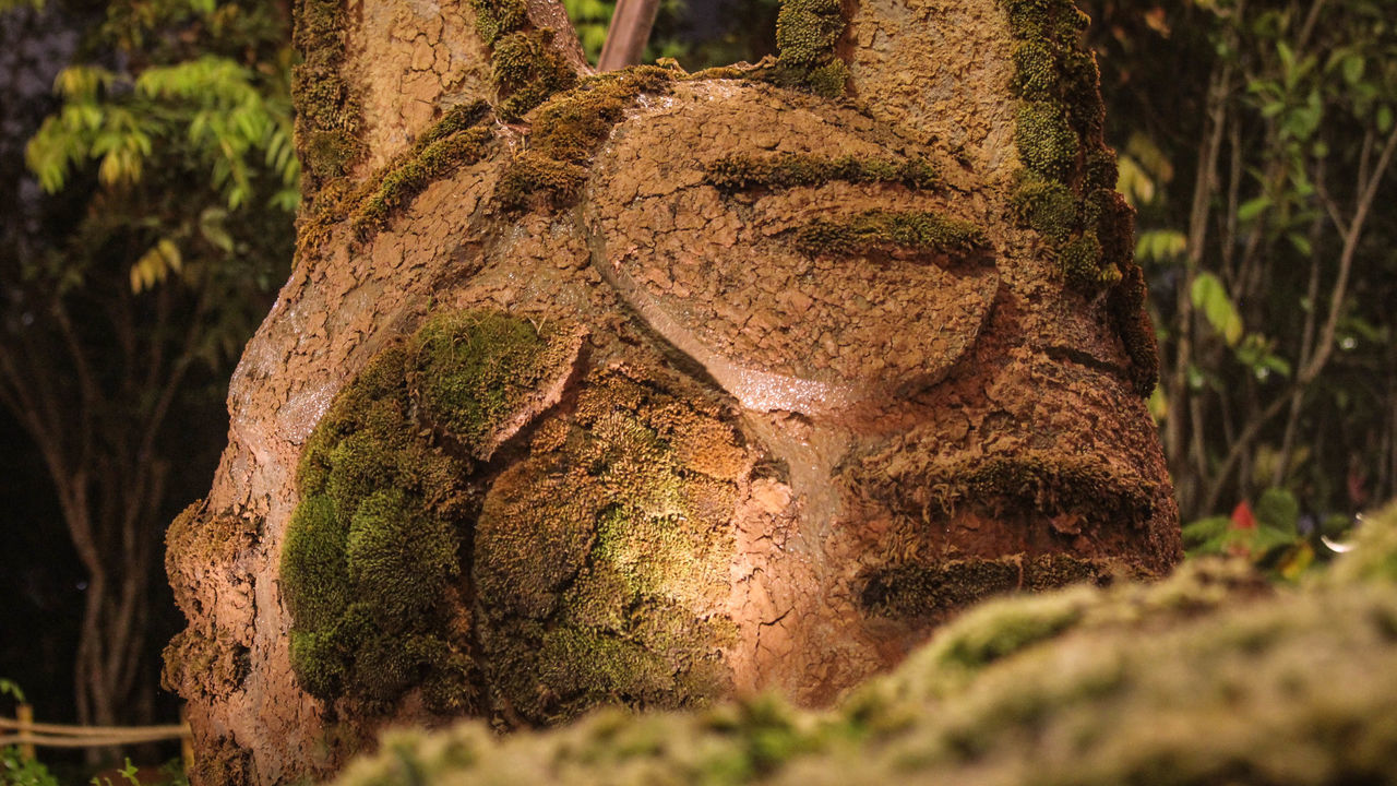 CLOSE-UP OF DEAD TREE TRUNK