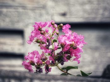 Close-up of pink flowering plant