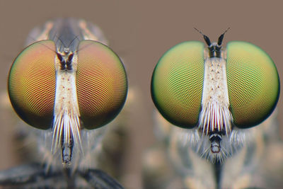 Close-up of fly