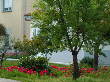 Flowering plants and trees in garden