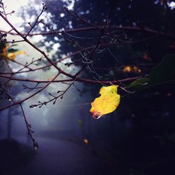 Low angle view of yellow leaves on tree