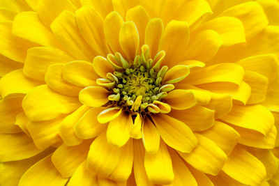 Closeup beautiful yellow chrysanthemum flower in the garden, flower background