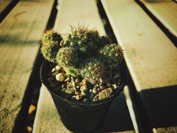 Close-up of potted plant