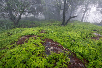 Scenic view of forest