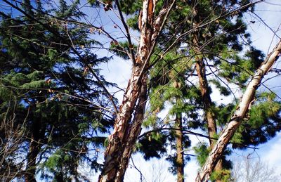 Low angle view of tree