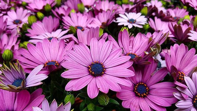 flower, petal, freshness, fragility, flower head, beauty in nature, pink color, blooming, growth, full frame, nature, backgrounds, abundance, pollen, multi colored, plant, purple, in bloom, close-up, high angle view