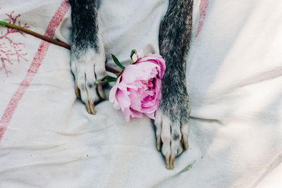 High angle view of woman by roses