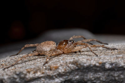 Close-up of insect on rock