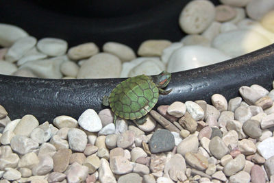 High angle view of lizard on pebbles