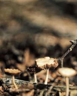 Close-up of mushroom growing on field