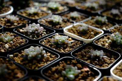 Full frame shot of potted plant for sale