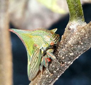 Close-up of insect perching on leaf