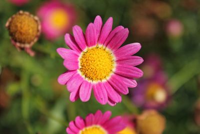 Close-up of pink flower