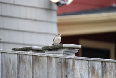 Low angle view of bird perching on railing against wall