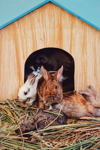 Rabbits resting on wood