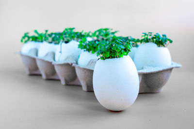 Fresh arugula green sprouts in egg shells in carton box on brown background.