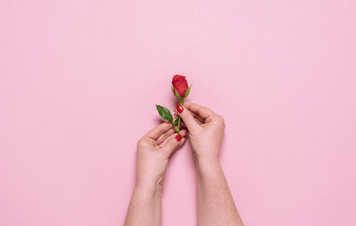 Close-up of hand holding pink over white background