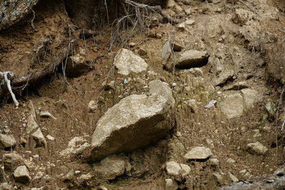 Close-up of lizard on rock