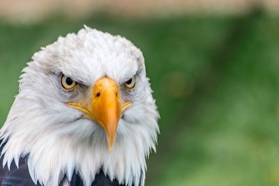 Close-up portrait of owl
