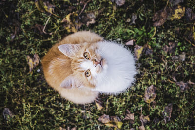 High angle portrait of cat on field