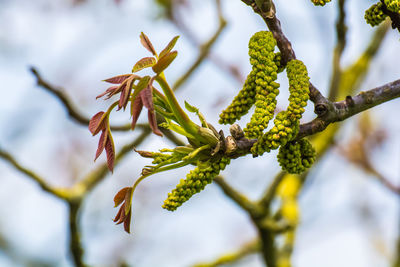 Close-up of flower tree