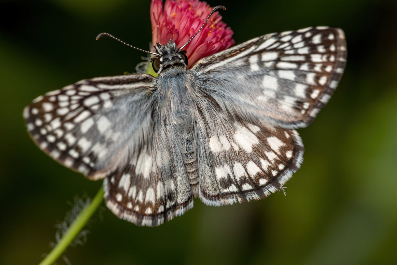 BUTTERFLY ON FLOWER