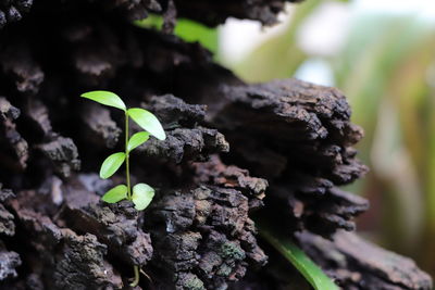 Close-up of plant growing on tree trunk