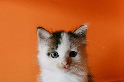 Close-up portrait of cat against orange background
