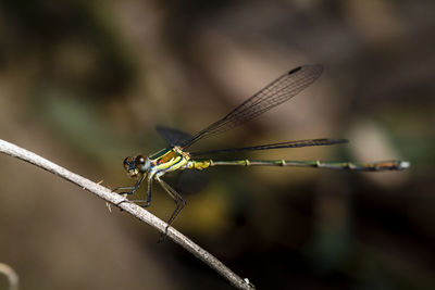 Close-up of dragonfly on twig