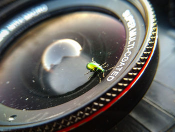 Close-up of insect with reflection of camera