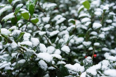 Close-up of snow covered plants