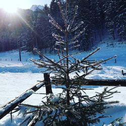 Trees on snow covered field against sky