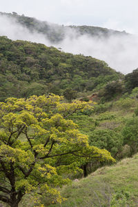 Scenic view of mountains