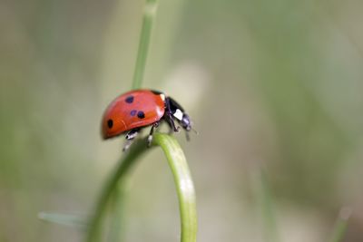 Close-up of ladybug on leaf