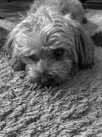 Close-up portrait of a dog