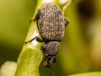 Close-up of insect